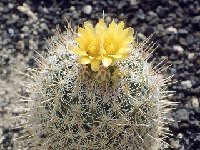 Thelocactus conothelos aurantiacus ©JL -020.jpg